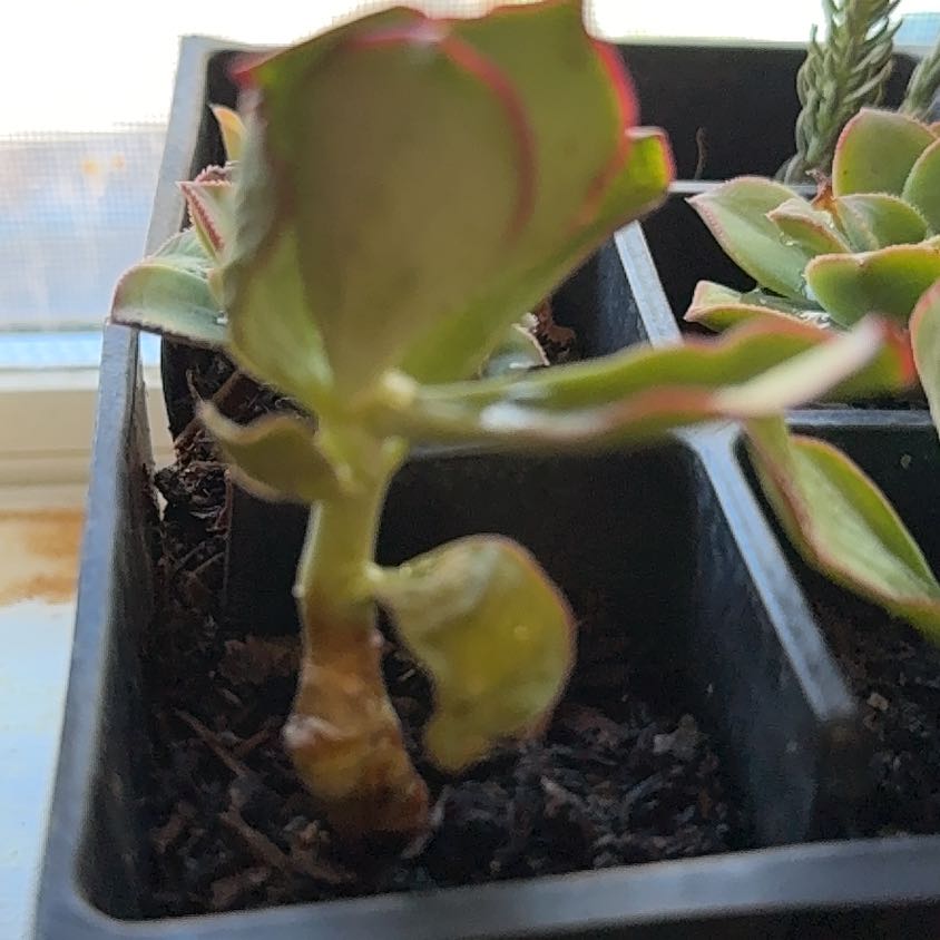 Photo of the plant species Pig's Ear by @FamouslyAlula83 named Bruce Lee on Greg, the plant care app