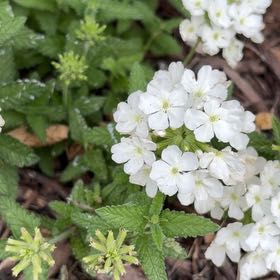 Photo of the plant species Peppermint Twist by @DeliciousRuby32 named Elina on Greg, the plant care app