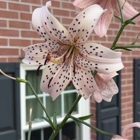 Photo of the plant species Tiger Lily by @DeliciousRuby32 named Sol on Greg, the plant care app