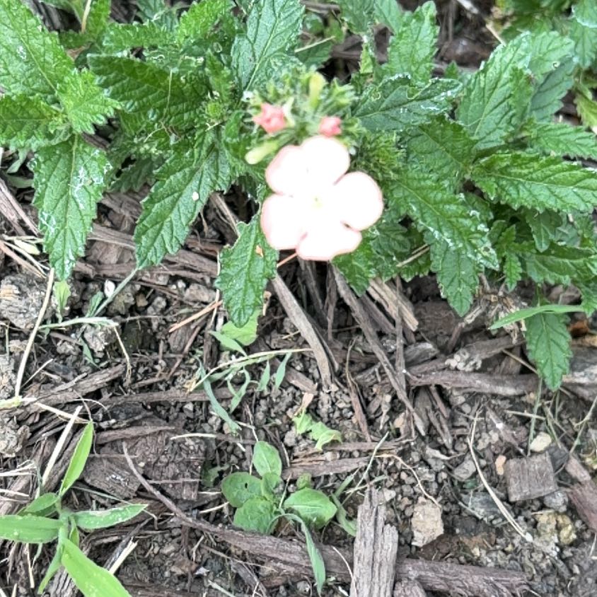 Photo of the plant species Goodding's Verbena by @DeliciousRuby32 named Osmo on Greg, the plant care app