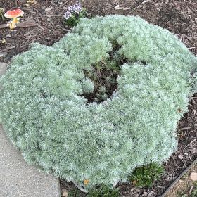Photo of the plant species White Moss by @DeliciousRuby32 named Sonora on Greg, the plant care app