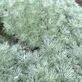 Photo of the plant species Southernwood by @DeliciousRuby32 named Queen on Greg, the plant care app