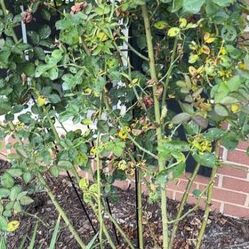 Photo of the plant species Multiflora Rose by @DeliciousRuby32 named ChloroPhil on Greg, the plant care app