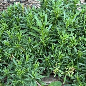 Photo of the plant species Evergreen Candytuft by @DeliciousRuby32 named Dolores on Greg, the plant care app