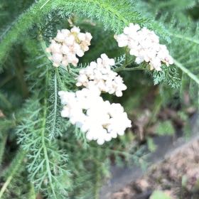 Photo of the plant species Milfoil by @DeliciousRuby32 named Pax on Greg, the plant care app