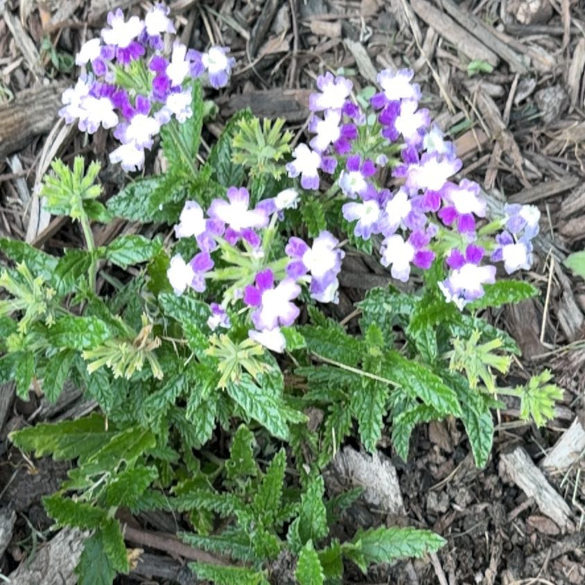 Photo of the plant species Spreading Phlox by @DeliciousRuby32 named Bodhi on Greg, the plant care app