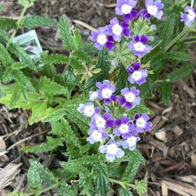 Photo of the plant species Weeping Lantana by @DeliciousRuby32 named Rainier on Greg, the plant care app