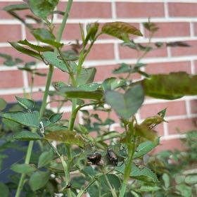 Photo of the plant species Multiflora Rose by @DeliciousRuby32 named Leaf Erickson on Greg, the plant care app
