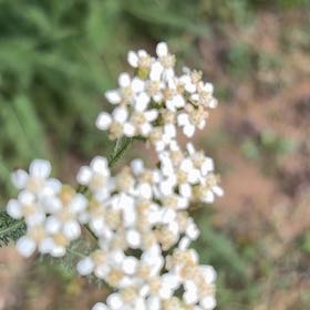 Photo of the plant species Milfoil by @DeliciousRuby32 named Bella on Greg, the plant care app