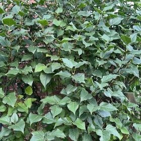 Photo of the plant species Lilac by @DeliciousRuby32 named Peter Parker on Greg, the plant care app