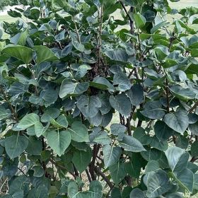 Photo of the plant species Lilac by @DeliciousRuby32 named Oscar on Greg, the plant care app