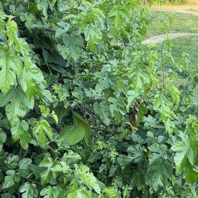 Photo of the plant species White Mulberry by @DeliciousRuby32 named Leonardo on Greg, the plant care app