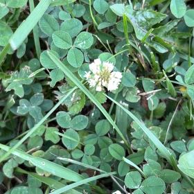 Photo of the plant species White Clover by @DeliciousRuby32 named Bruce Lee on Greg, the plant care app