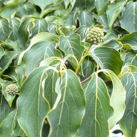Photo of the plant species Cornus Kousa by @DeliciousRuby32 named Ronaldo on Greg, the plant care app