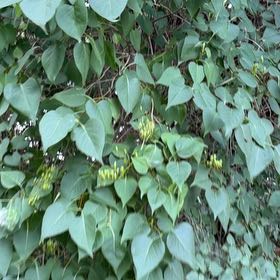 Photo of the plant species Lilac by @DeliciousRuby32 named Bieber on Greg, the plant care app