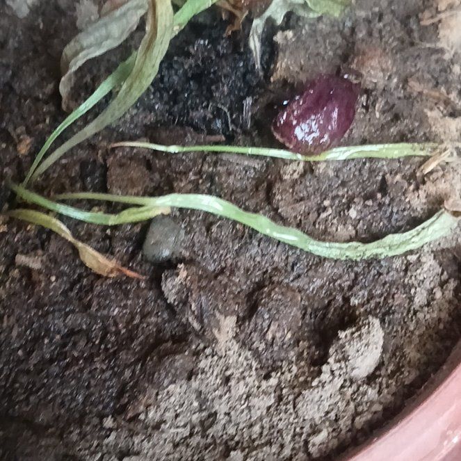 Photo of the plant species Common Eelgrass by @WinsomeWharangi named Demi on Greg, the plant care app