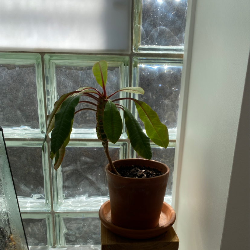 Madagascar Jewel plant in a pot near a window with some yellowing and browning leaves.