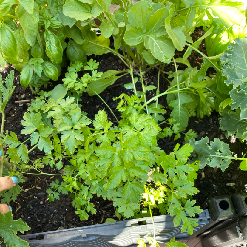 Healthy Italian Parsley plant with vibrant green leaves, visible soil, and other plants in the background.