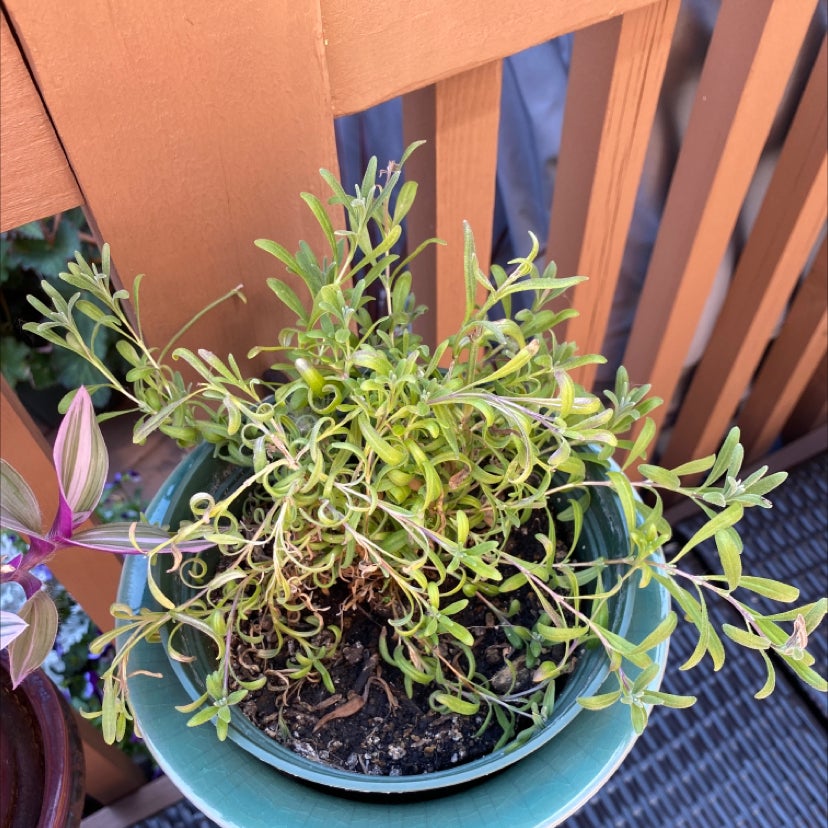 🟡 What Should I Do When Lavender Leaves Turn Yellow?