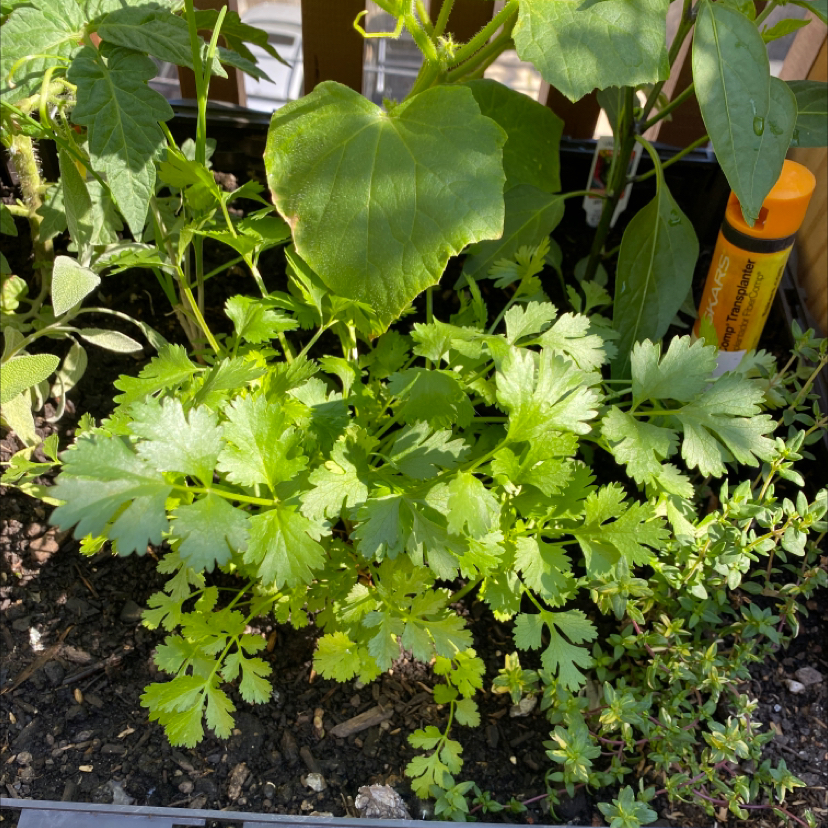 Healthy coriander plant with vibrant green leaves and visible soil.