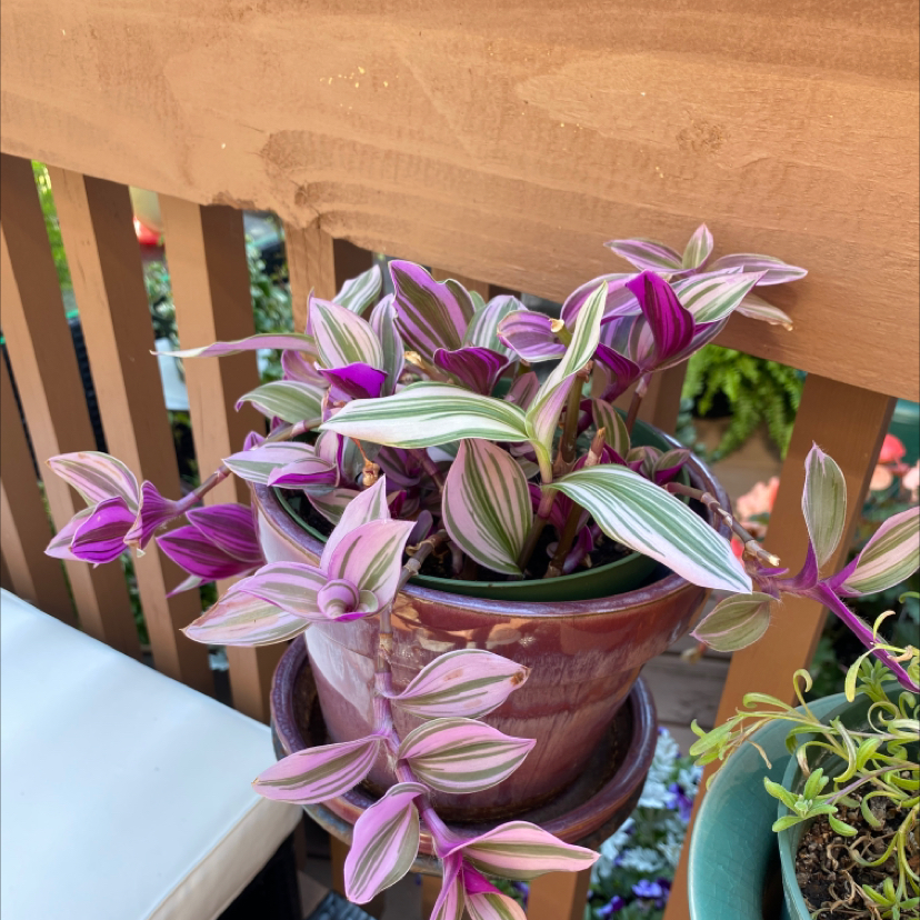 Tradescantia Nanouk plant photo by @liessylush named Rachel on Greg, the plant care app.
