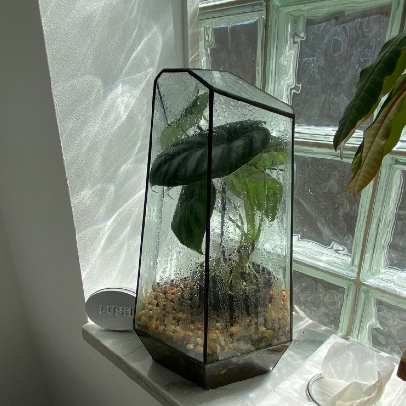 Alocasia 'Dragon Scale' plant in a glass terrarium on a windowsill.