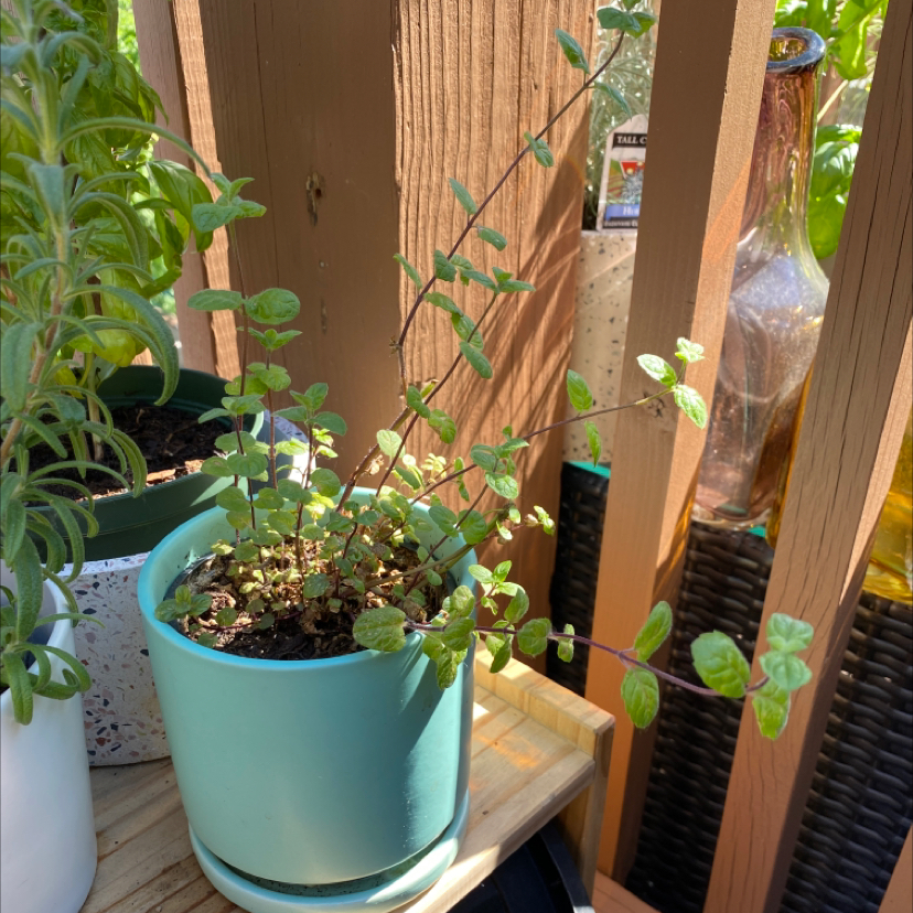 Potted Spearmint plant with green leaves, well-framed and in focus.
