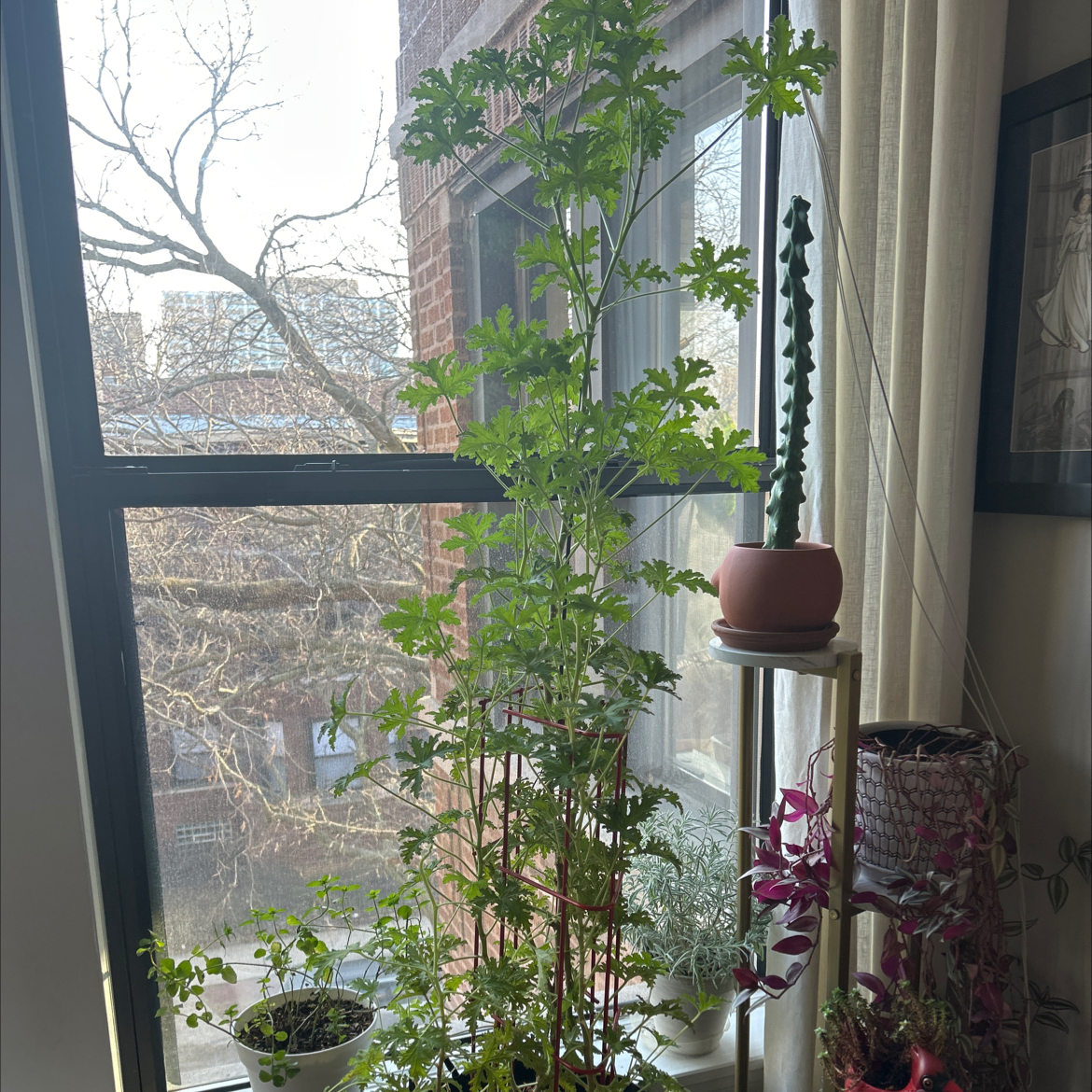 Sweet Scented Geranium plant near a window with other plants visible.