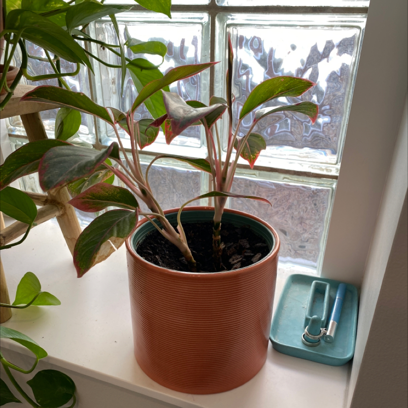 Aglaonema 'Pink Splash' in a pot on a windowsill with healthy variegated leaves.
