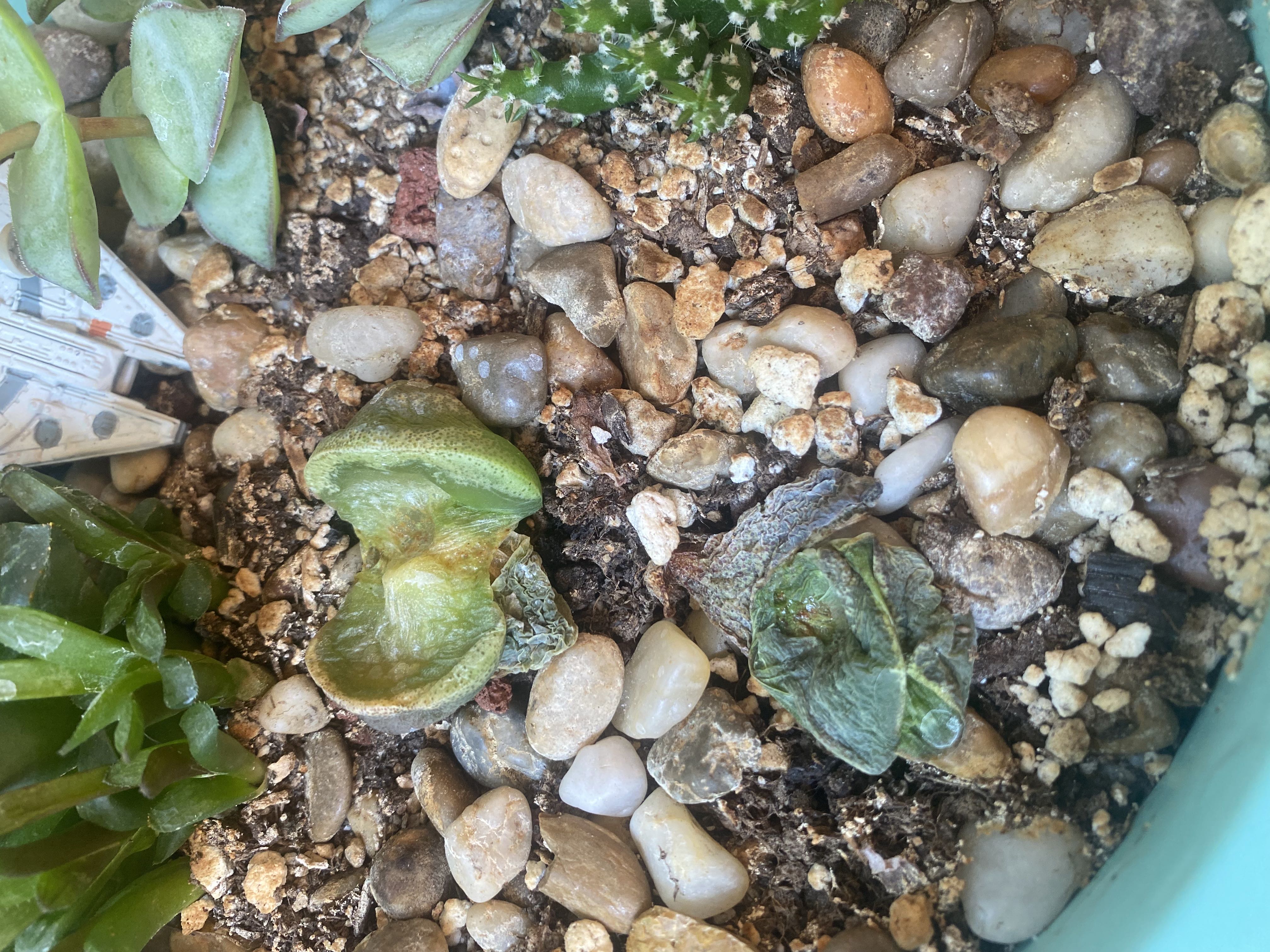 Photo from the post