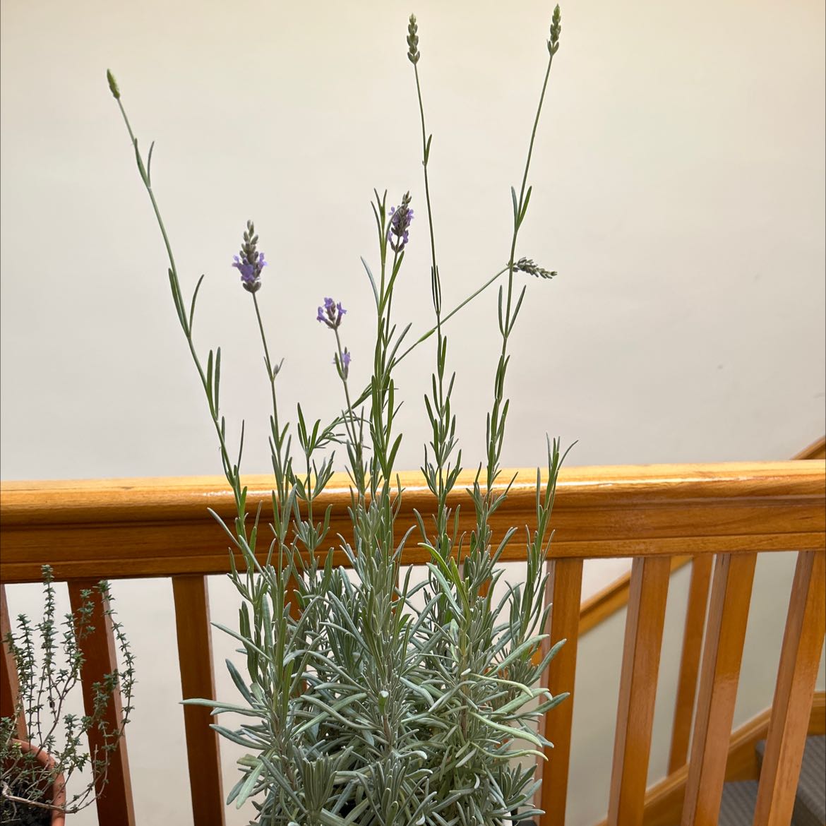 English Lavender plant with purple flowers against a wooden railing.