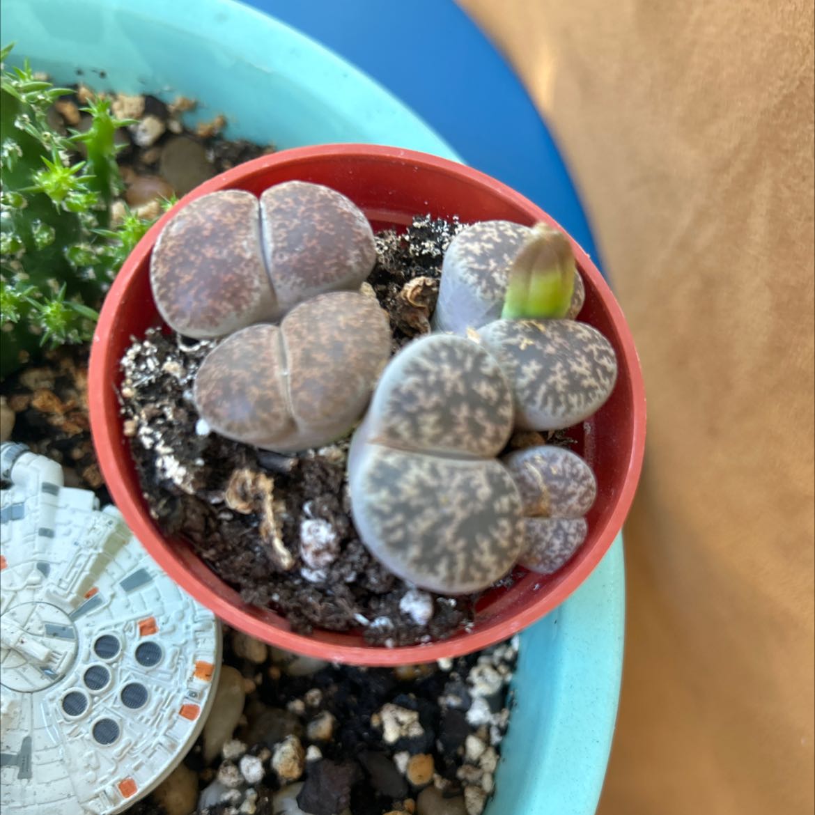Lithops bromfieldii succulent in a small pot with visible soil, no flowers.