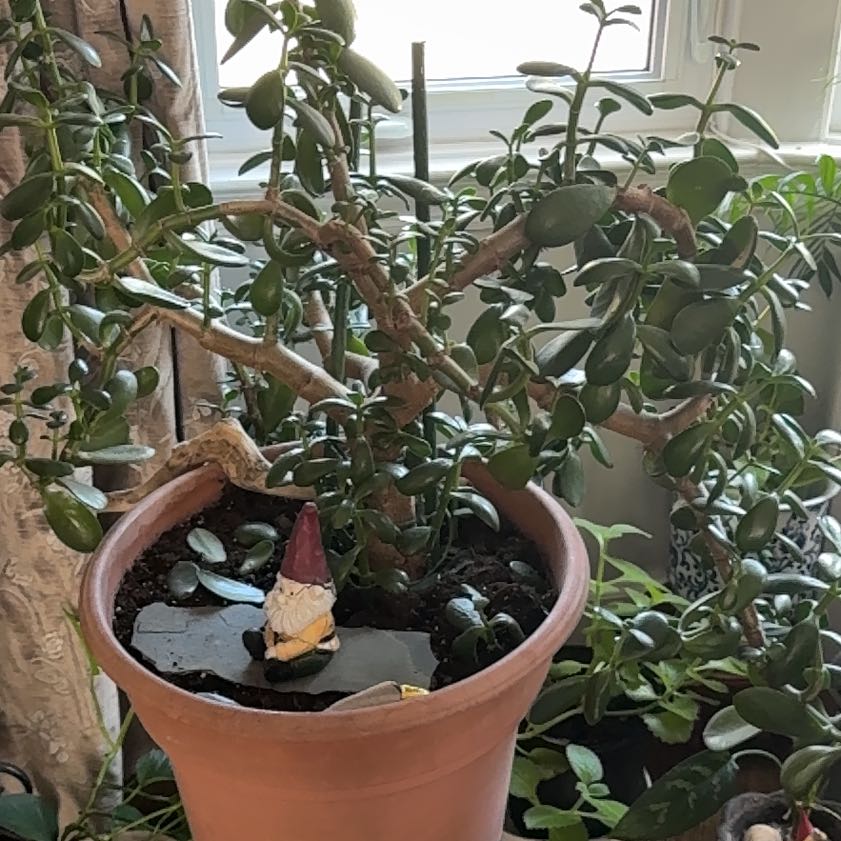 Photo of the plant species jade by @PetFrogfruit77 named Jade on Greg, the plant care app