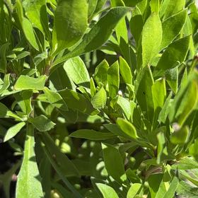 Photo of the plant species Eastern Baccharis by @PremiumCorrea75 named Rosa on Greg, the plant care app