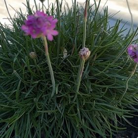 Photo of the plant species Siberian Sea Thrift by @PremiumCorrea75 named Bieber on Greg, the plant care app
