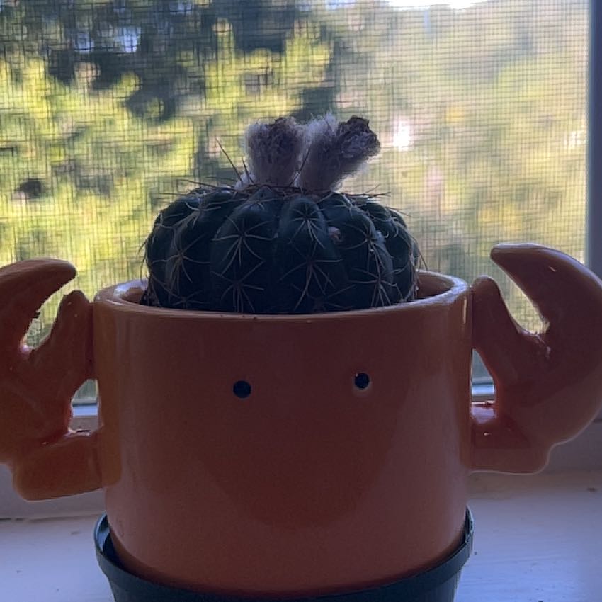 Photo of the plant species Miniature Barrel Cactus by @BigwigCowslip99 named Crab on Greg, the plant care app