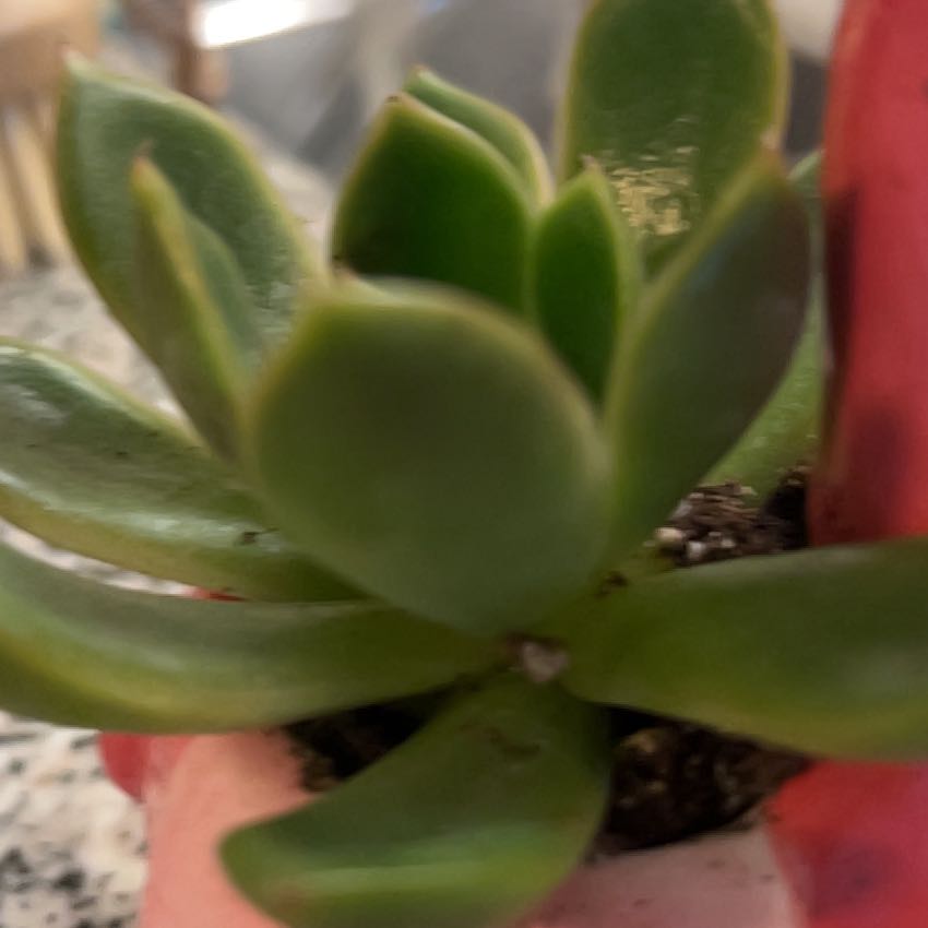 Photo of the plant species Succulent by @BigwigCowslip99 named Fernie Saunders on Greg, the plant care app