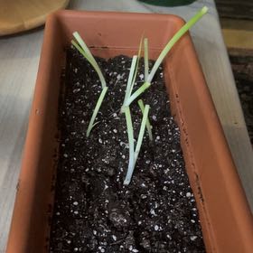 Photo of the plant species Green Onion by @BigwigCowslip99 named Delilah on Greg, the plant care app