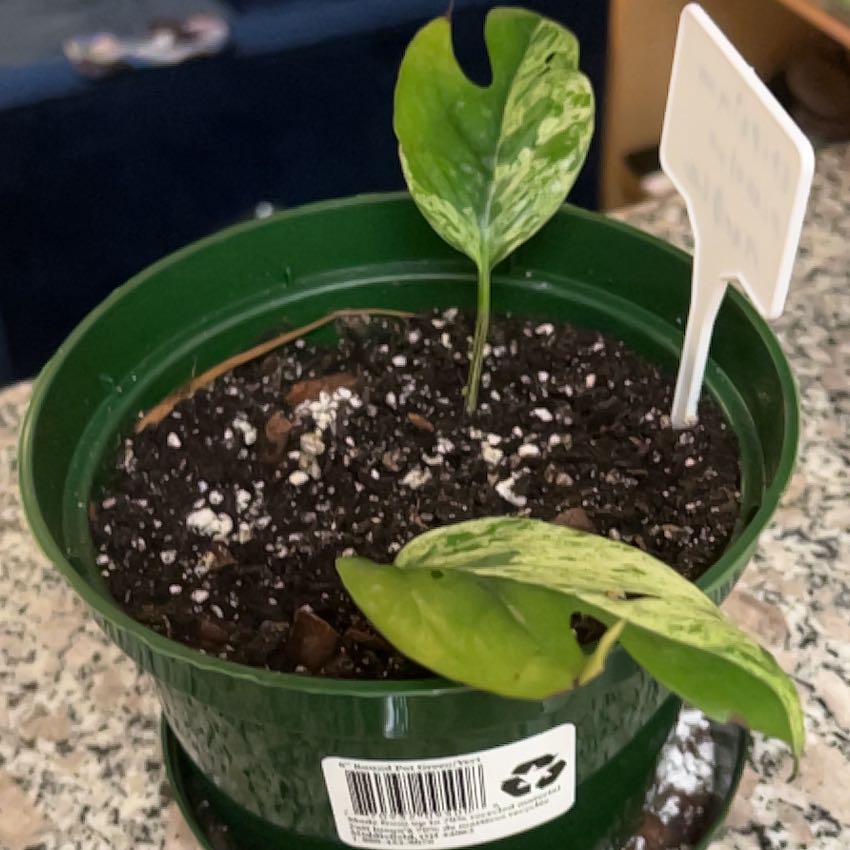 Photo of the plant species Marble Epipremnum Pinnatum by @BigwigCowslip99 named Apollo on Greg, the plant care app