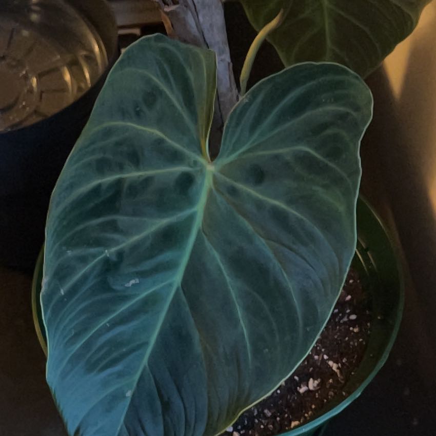 Photo of the plant species Philodendron Splendid by @BigwigCowslip99 named Luna on Greg, the plant care app