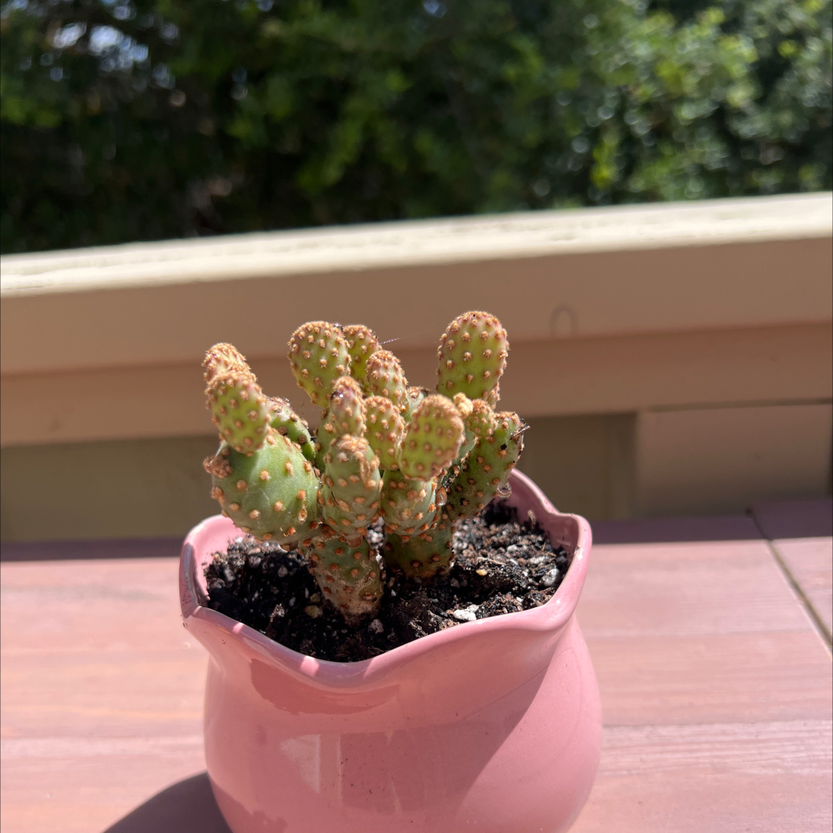 Photo of the plant species Miniature Cinnamon Cactus by @BigwigCowslip99 named Small pointy on Greg, the plant care app