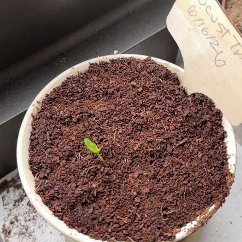 Photo of the plant species Black Locust by @LoyalLlavea88 named Tupot amaroot on Greg, the plant care app