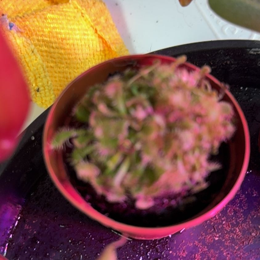 Photo of the plant species Spoon-Leaved Sundew by @LoyalLlavea88 named James Dean on Greg, the plant care app