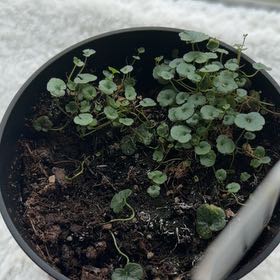 Photo of the plant species Ivy-Leaved Toadflax by @LoyalLlavea88 named Maya on Greg, the plant care app