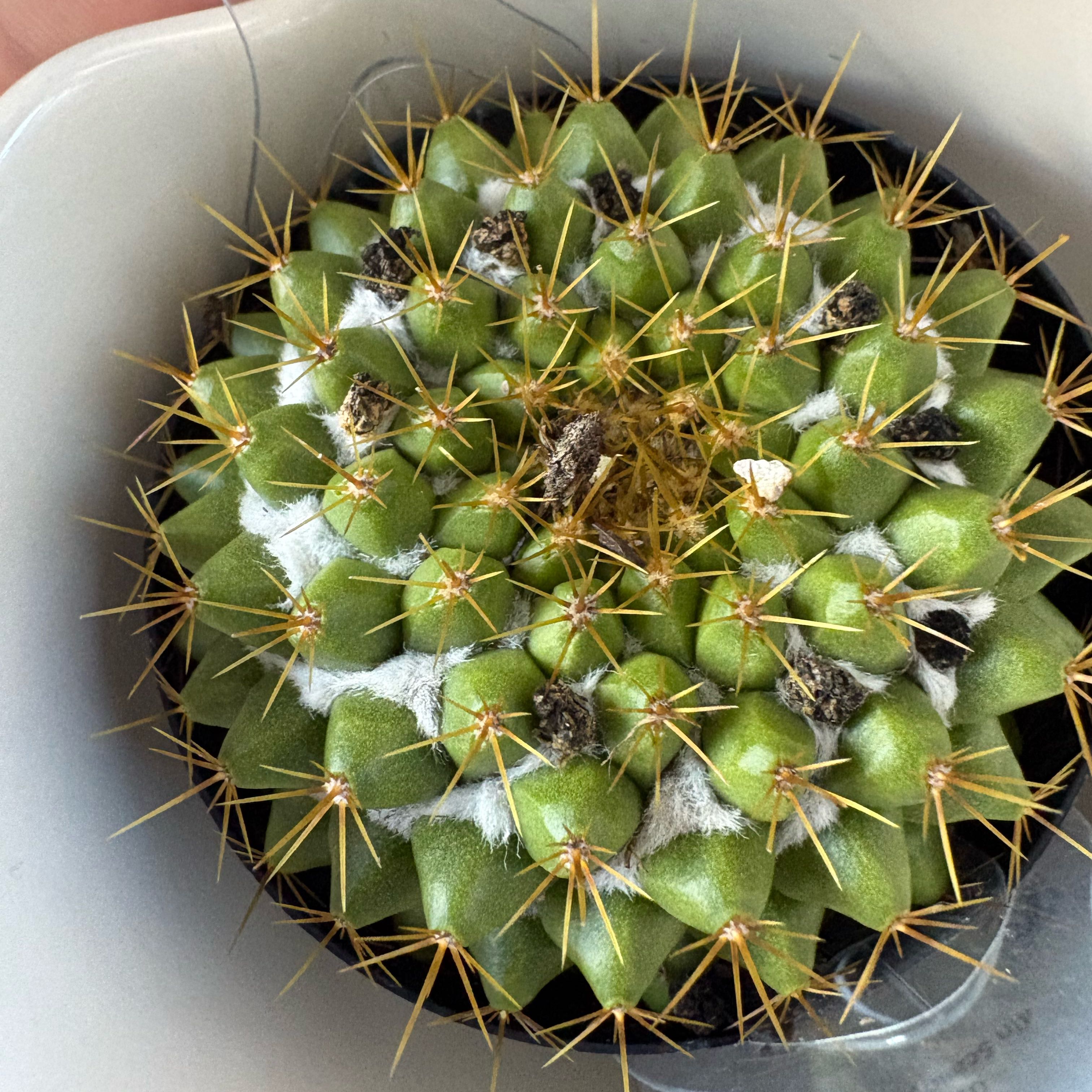 Photo of the plant species Mammilaria marksiana by @ZealSweetleaf9 named Misu on Greg, the plant care app