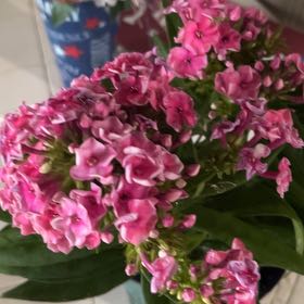 Photo of the plant species Summer Phlox by @GnarlyHenbane99 named Camel on Greg, the plant care app