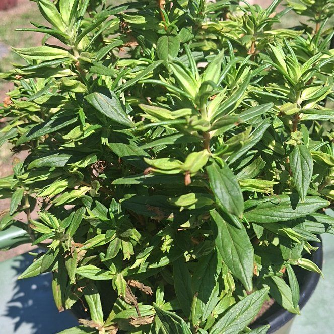 Photo of the plant species Lompoc Mesa Bush Monkeyflower by @DollChojubai48 named Anne on Greg, the plant care app