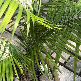 Photo of the plant species Canary Island Date Palm by @PrimaryGarlic8 named Gates on Greg, the plant care app