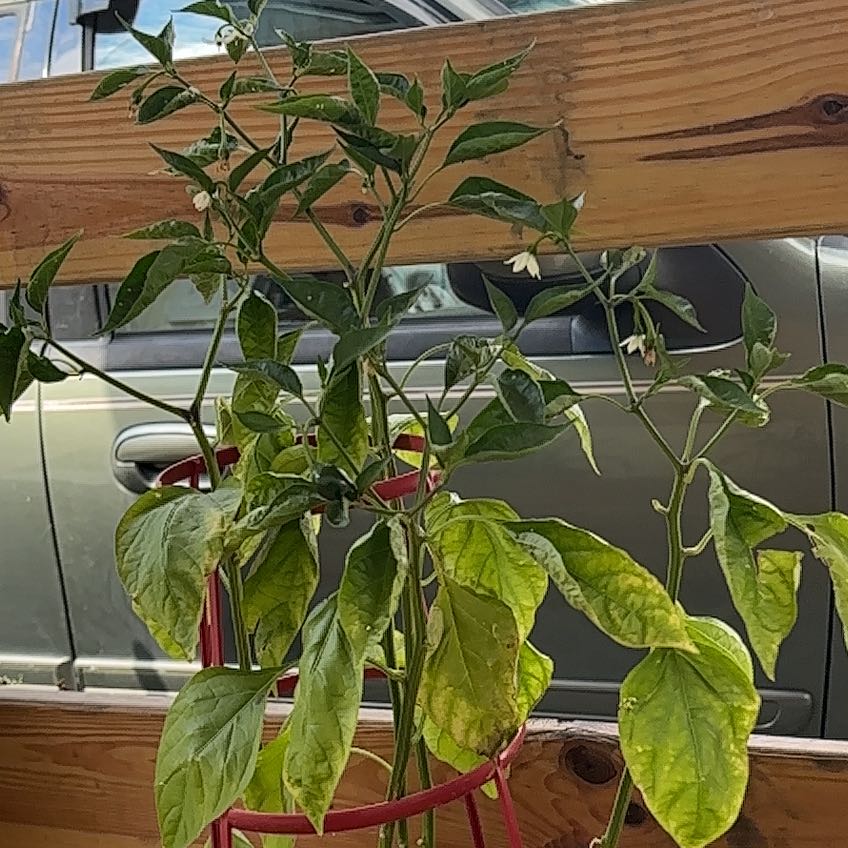 Photo of the plant species Jalepeno by @TryHemlock27 named Eva on Greg, the plant care app