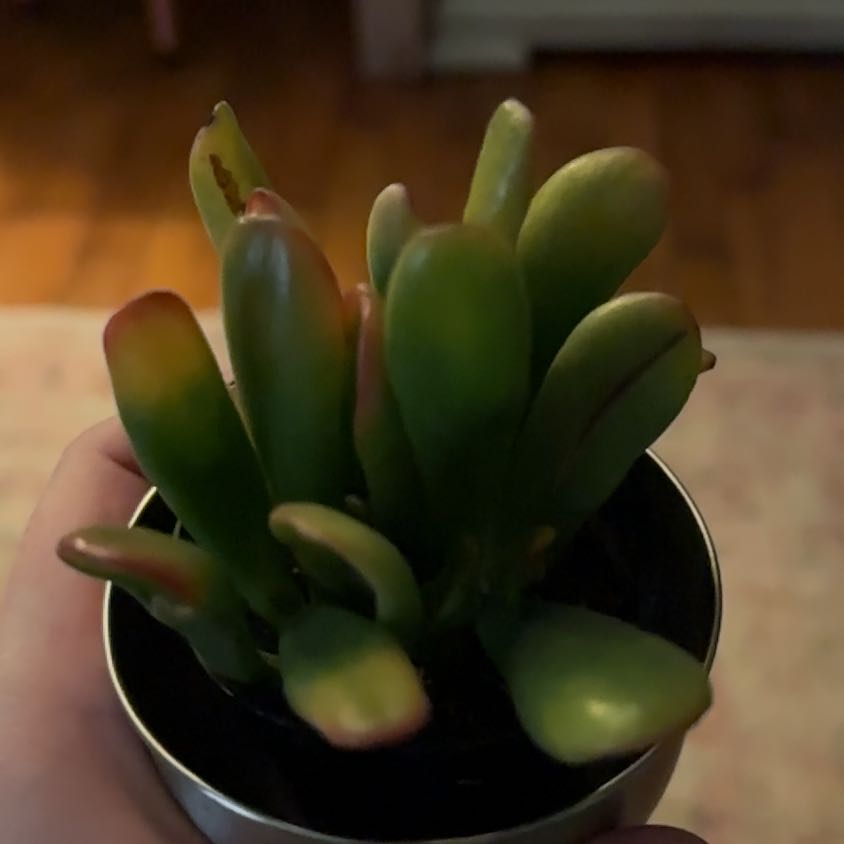 Photo of the plant species Variegated ET's Fingers by @WittyBonsi9 named Mr. Cosmo Pickles on Greg, the plant care app